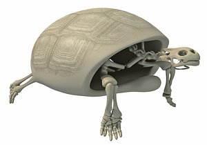 tortoise skeleton 3D