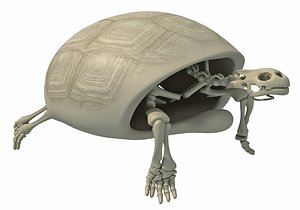 Tortoise Turtle Skeleton