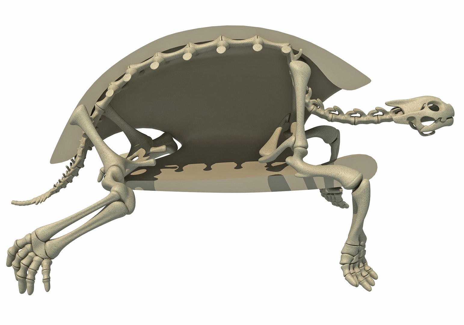Tortoise Skeleton 3D - TurboSquid 1235752