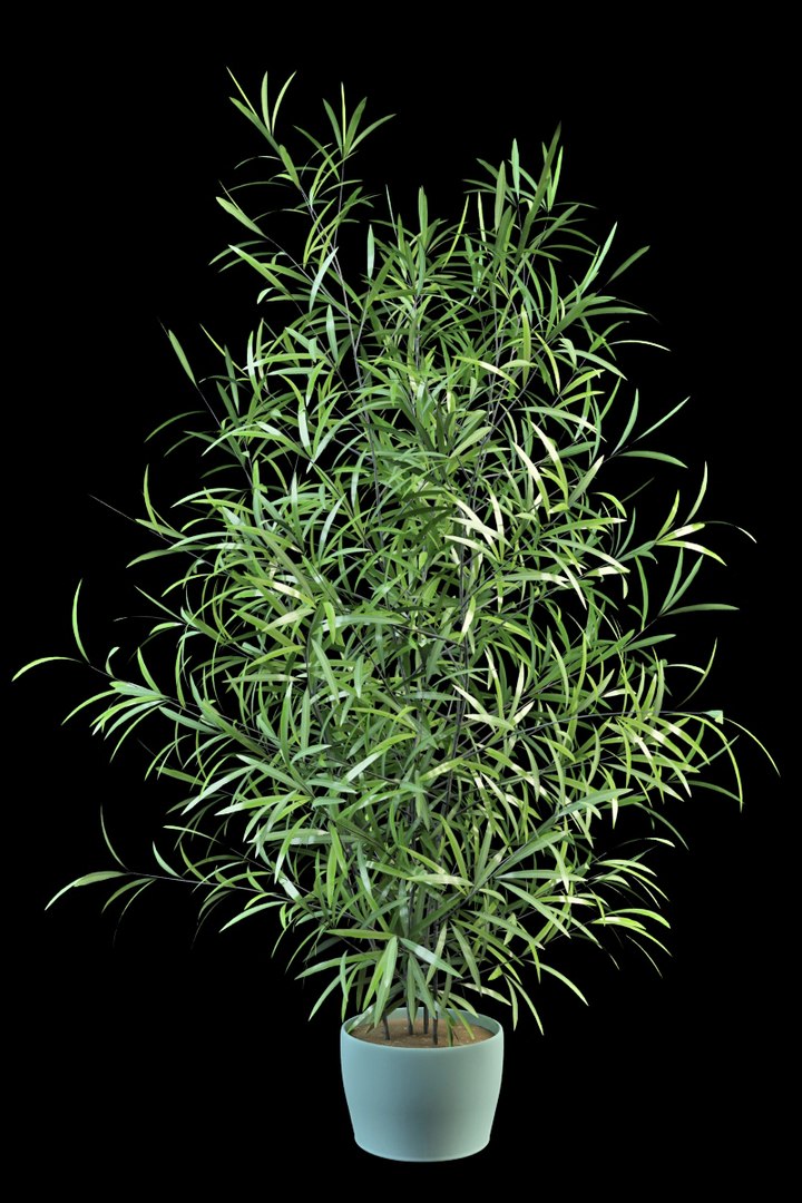 asparagus large 3d model https://p.turbosquid.com/ts-thumb/3t/oOWhS4/cCDEb7xi/asparagusfalcatus_3/jpg/1395313773/1920x1080/fit_q87/e376f642eae292020cdd761746a1fcac92c19520/asparagusfalcatus_3.jpg