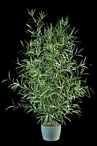 asparagus large 3d model