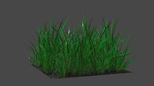Summer Grass