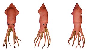 3D squid