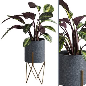 Houseplant 79 3D