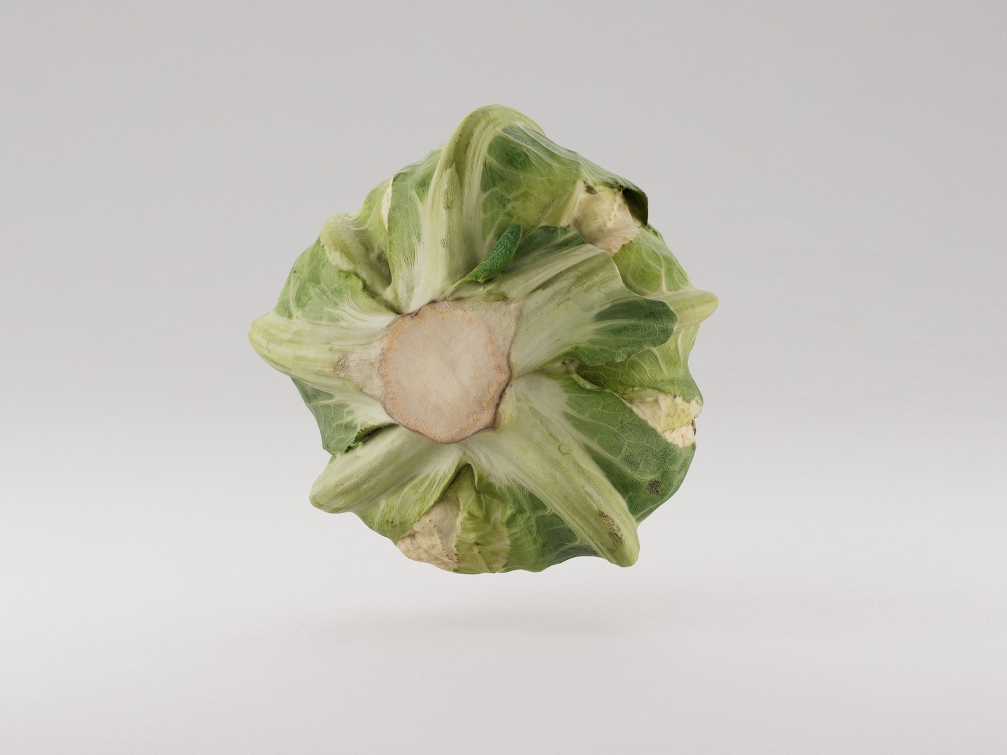 3D Cauliflower https://p.turbosquid.com/ts-thumb/3u/IVXgvm/kO/photoscan_preview__main_0158/jpg/1731232789/1920x1080/fit_q87/224fefc220e72eddf3dc0e54b03f352d61e54cc5/photoscan_preview__main_0158.jpg