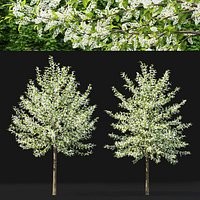 Prunus Padus #3
