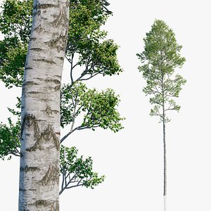3D model Common Birch Trees