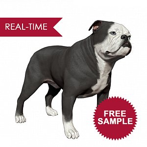 English Bulldog Real-Time Free Sample
