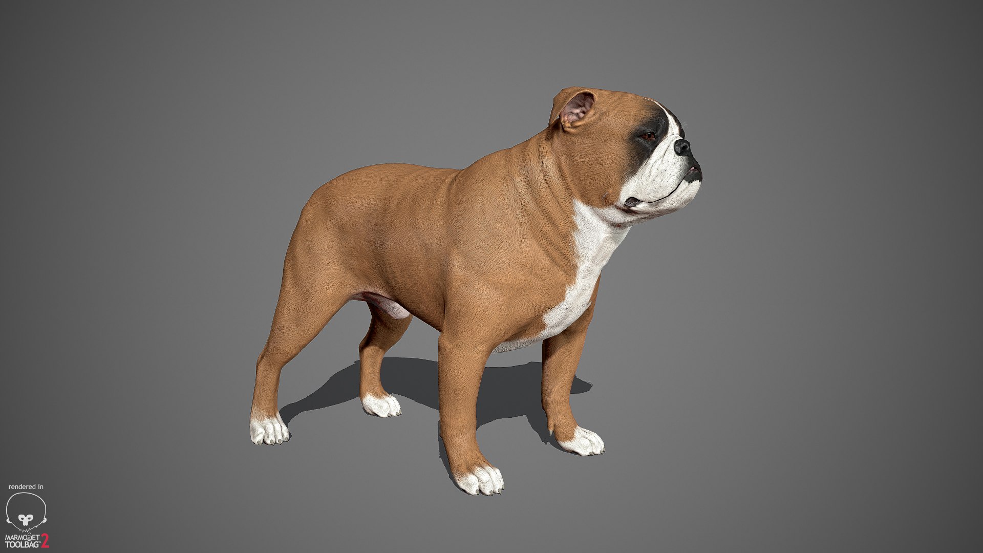 sample english bulldog real-time 3D model https://p.turbosquid.com/ts-thumb/3u/Q7i3GW/PEkr25kj/englishbulldog_by_alexlashko_marmoset_02/jpg/1494306976/1920x1080/fit_q87/ee805f7811bde0b5d486458228d57ea798d41dff/englishbulldog_by_alexlashko_marmoset_02.jpg