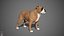 sample english bulldog real-time 3D model
