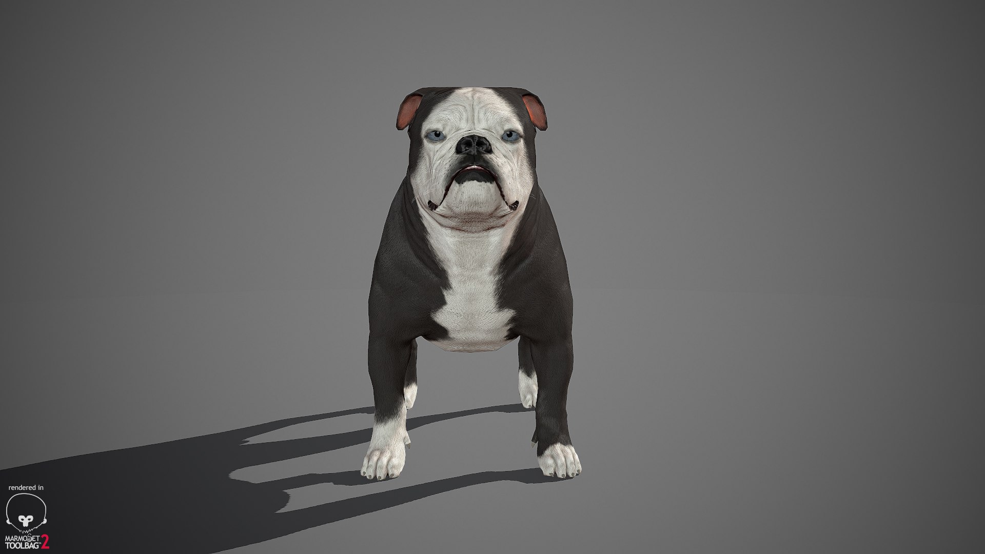 sample english bulldog real-time 3D model https://p.turbosquid.com/ts-thumb/3u/Q7i3GW/PWd3Ra2Q/englishbulldog_by_alexlashko_marmoset_06/jpg/1494306976/1920x1080/fit_q87/2d48c76aff1f021c219f3b4eeeb6b1d0e165ccd9/englishbulldog_by_alexlashko_marmoset_06.jpg