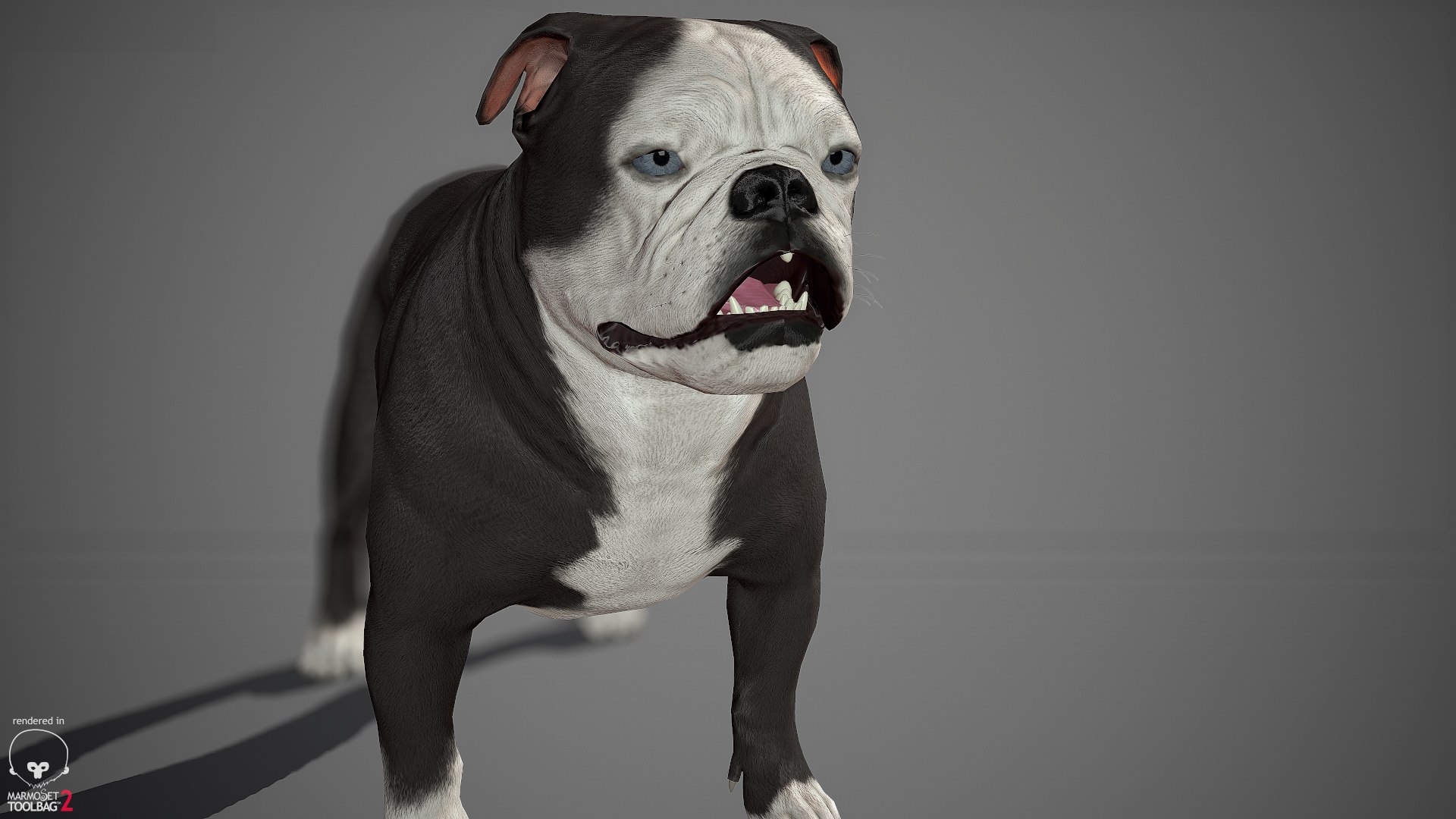 sample english bulldog real-time 3D model https://p.turbosquid.com/ts-thumb/3u/Q7i3GW/SM15nEVk/englishbulldog_by_alexlashko_marmoset_21/jpg/1494306976/1920x1080/fit_q87/96f60341e4c8d18dd6f9d3602afed91c3daa5f1b/englishbulldog_by_alexlashko_marmoset_21.jpg