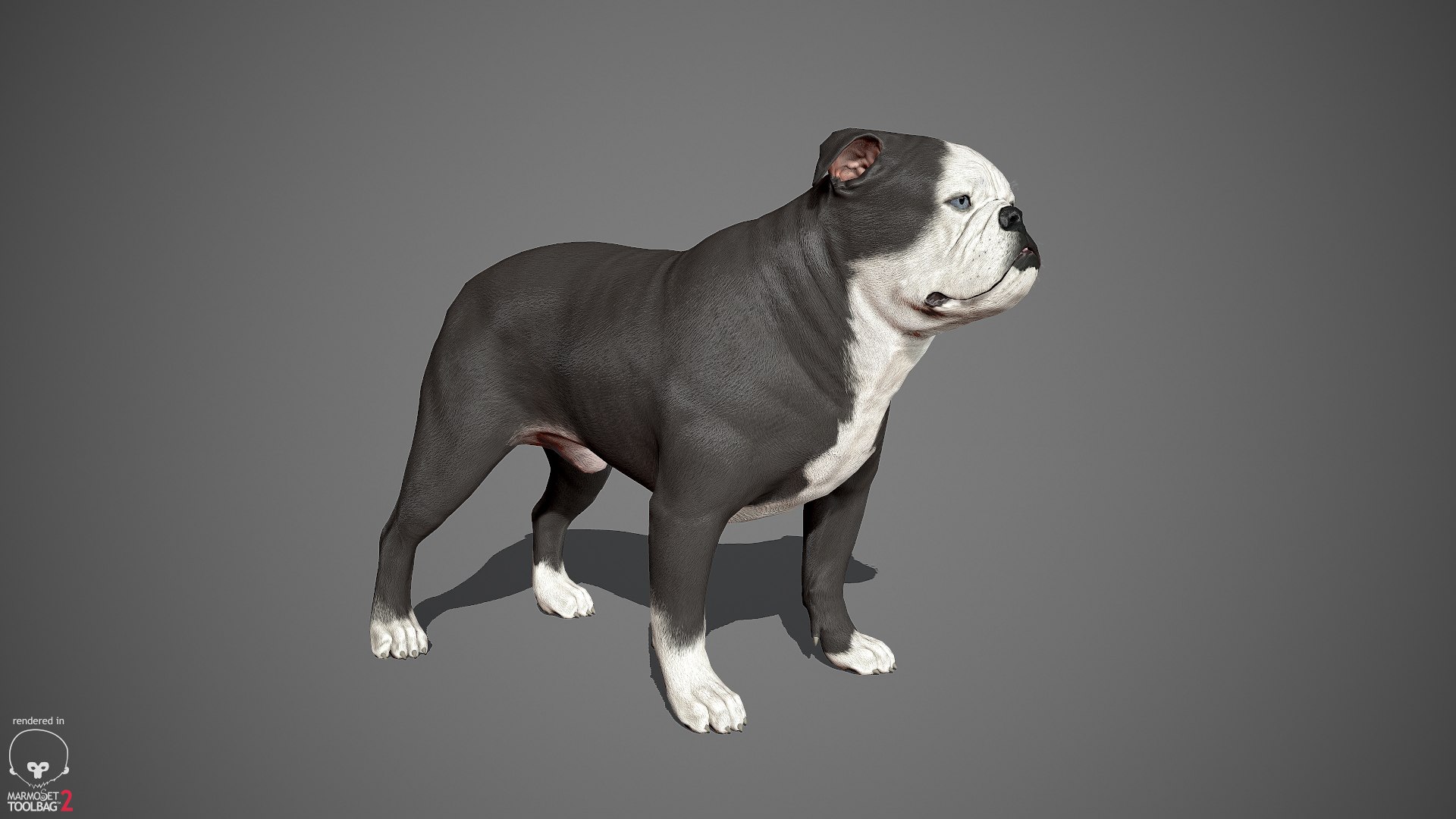 sample english bulldog real-time 3D model https://p.turbosquid.com/ts-thumb/3u/Q7i3GW/SjzDiEqa/englishbulldog_by_alexlashko_marmoset_01/jpg/1494306976/1920x1080/fit_q87/e6b42dc22f6064cb118cc86885d8a9268cd70c83/englishbulldog_by_alexlashko_marmoset_01.jpg