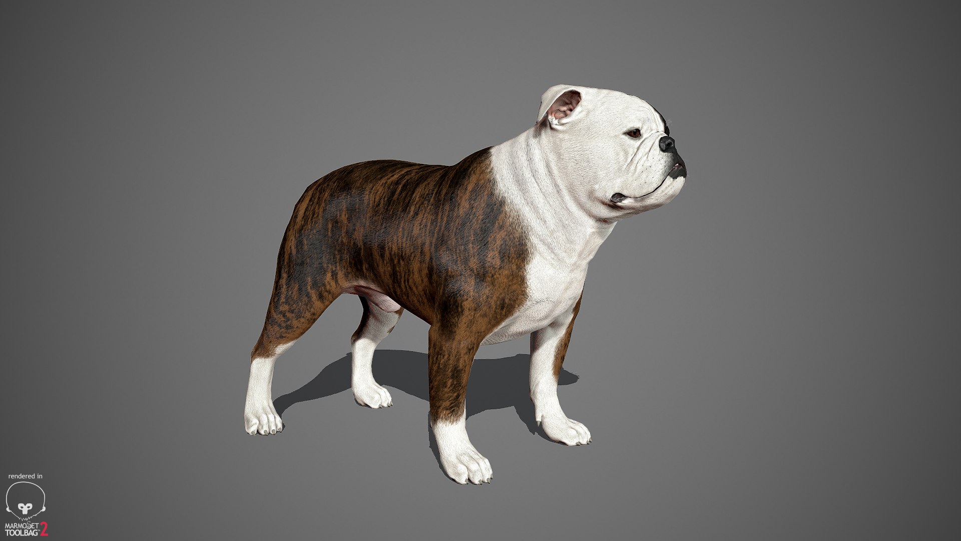 sample english bulldog real-time 3D model https://p.turbosquid.com/ts-thumb/3u/Q7i3GW/ToVcsdLg/englishbulldog_by_alexlashko_marmoset_03/jpg/1494306976/1920x1080/fit_q87/e21baa2c782ec8b394264e5191ec5fee554935e8/englishbulldog_by_alexlashko_marmoset_03.jpg