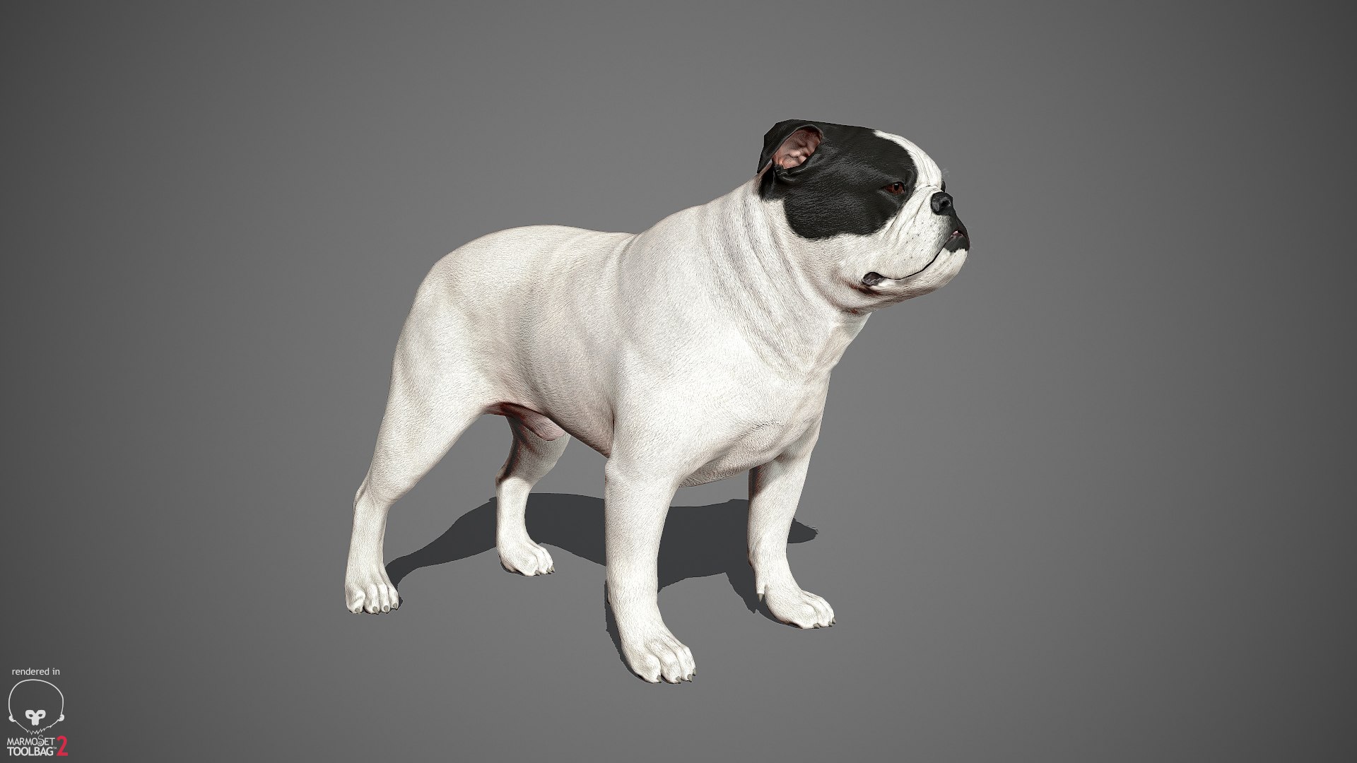 sample english bulldog real-time 3D model https://p.turbosquid.com/ts-thumb/3u/Q7i3GW/q3rTyTs1/englishbulldog_by_alexlashko_marmoset_04/jpg/1494306976/1920x1080/fit_q87/1a0e476c2d66286dae670ab3cd8f7e6783313893/englishbulldog_by_alexlashko_marmoset_04.jpg
