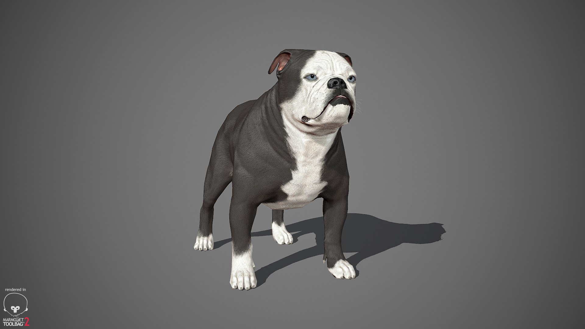 sample english bulldog real-time 3D model https://p.turbosquid.com/ts-thumb/3u/Q7i3GW/u5gKFl2r/englishbulldog_by_alexlashko_marmoset_05/jpg/1494306976/1920x1080/fit_q87/a59c8daf380cf57e27785e573211d1624760e490/englishbulldog_by_alexlashko_marmoset_05.jpg