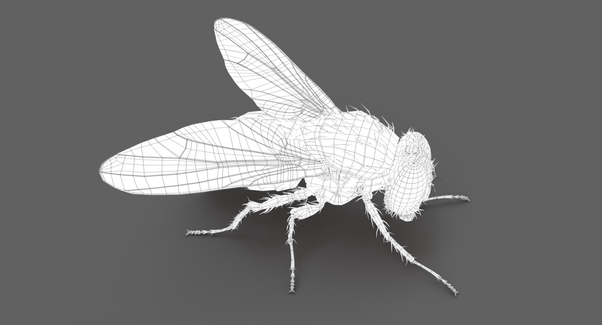 3D model housefly rigged animations 2 https://p.turbosquid.com/ts-thumb/3u/R5pfSB/Ad0vUKoH/wire05/jpg/1541216052/1920x1080/fit_q87/c242ef98936f9a285880960acda5bbb71c2cbaa8/wire05.jpg