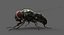 3D model housefly rigged animations 2