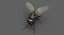 3D model housefly rigged animations 2