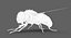 3D model housefly rigged animations 2