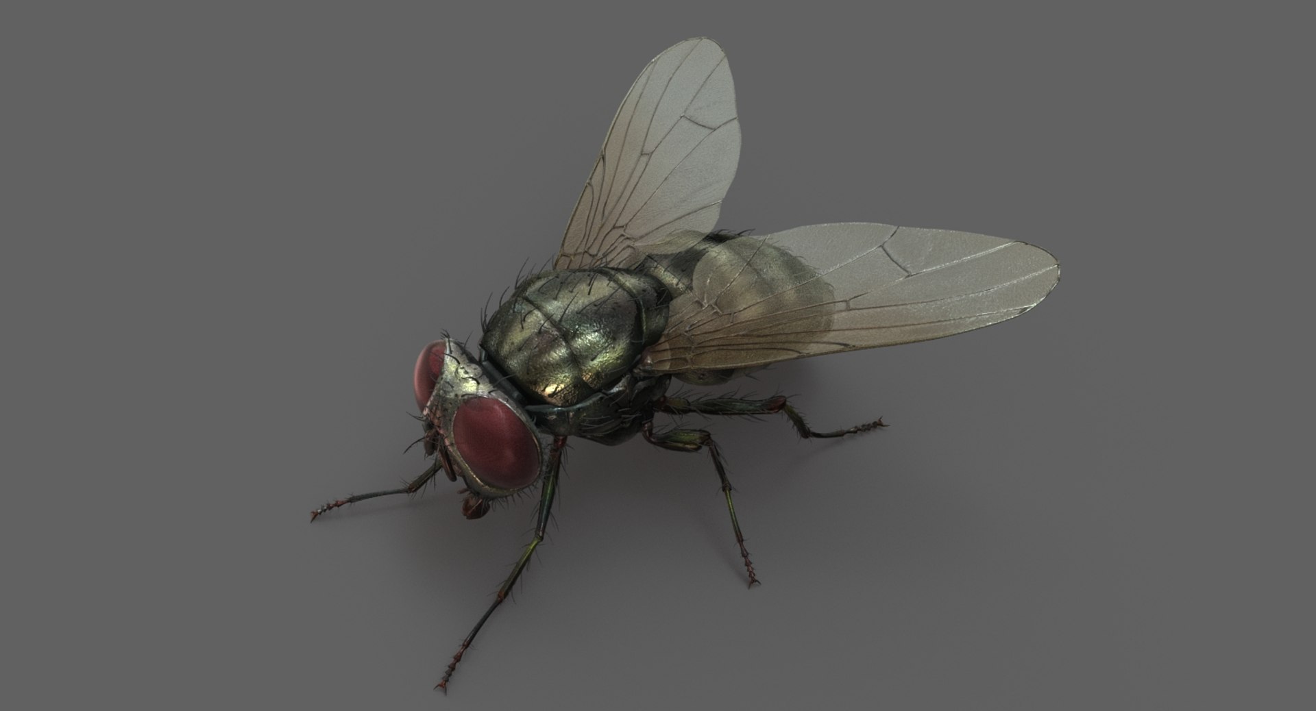 3D model housefly rigged animations 2 https://p.turbosquid.com/ts-thumb/3u/R5pfSB/d8dRqiO3/01/jpg/1541214828/1920x1080/fit_q87/c5330512700e158e34c166f047e9fd657f782937/01.jpg