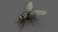 3D model housefly rigged animations 2