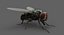 3D model housefly rigged animations 2