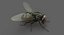 3D model housefly rigged animations 2