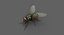 3D model housefly rigged animations 2