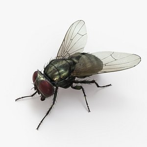 3D model housefly rigged animations 2