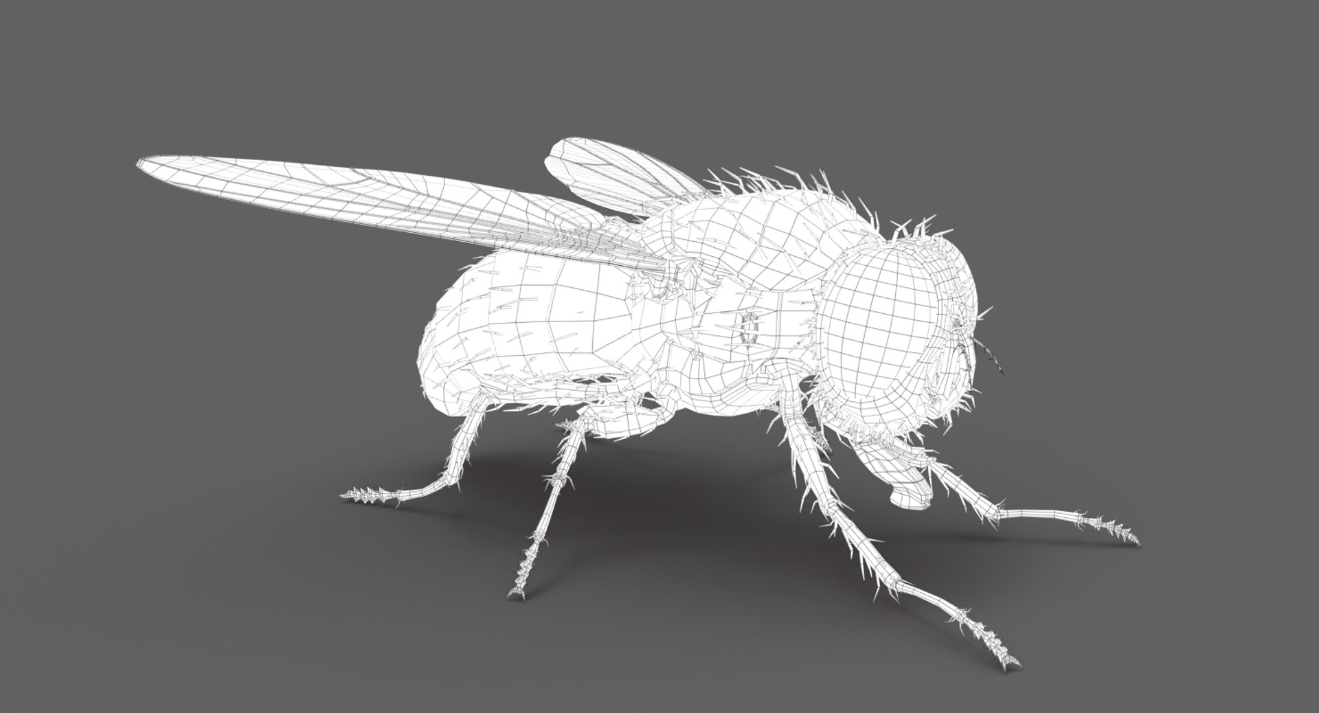3D model housefly rigged animations 2 https://p.turbosquid.com/ts-thumb/3u/R5pfSB/w9PplODp/wire06/jpg/1541216119/1920x1080/fit_q87/55f2705fedbdbd2b49dc264889742e68f05f7c6f/wire06.jpg
