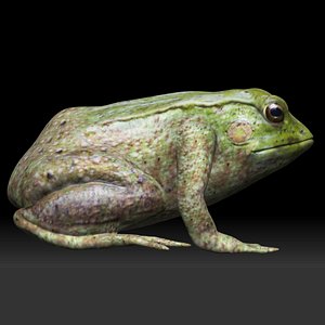 3D Tree Frog model
