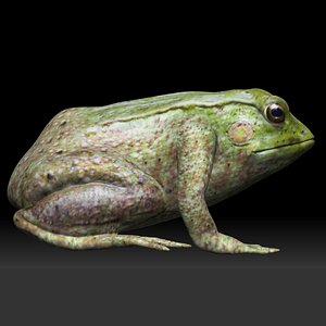 Tree Frog
