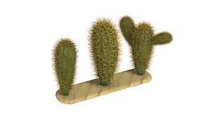 Cacti cactus peyote succulent 3D model