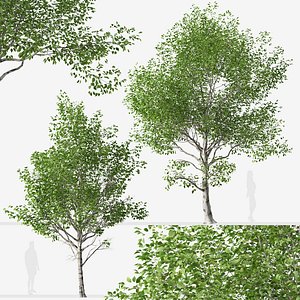 3D Set of Betula utilis Trees  Himalayan Birch model