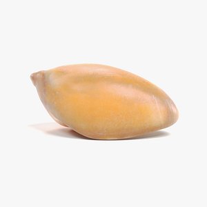 seashell pbr 3D