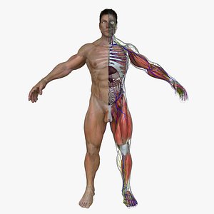 Ultimate Complete Male Anatomy