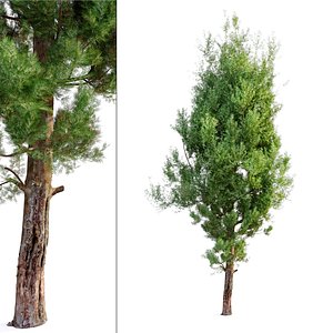cypress tree 05 3D