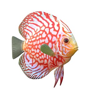 Turquoise Discus Fish