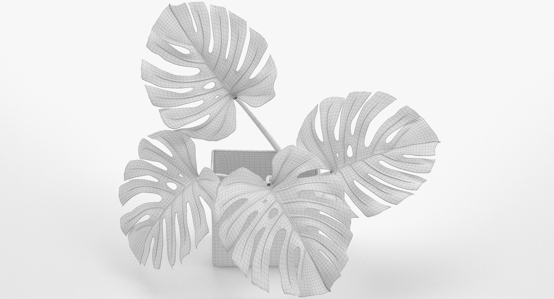 3D monstera leaves model https://p.turbosquid.com/ts-thumb/3v/cLn8Ns/0C1TCcJv/12/jpg/1525315309/1920x1080/fit_q87/0fbcde355b51fea71cc6c4001957c8572d9adbbe/12.jpg