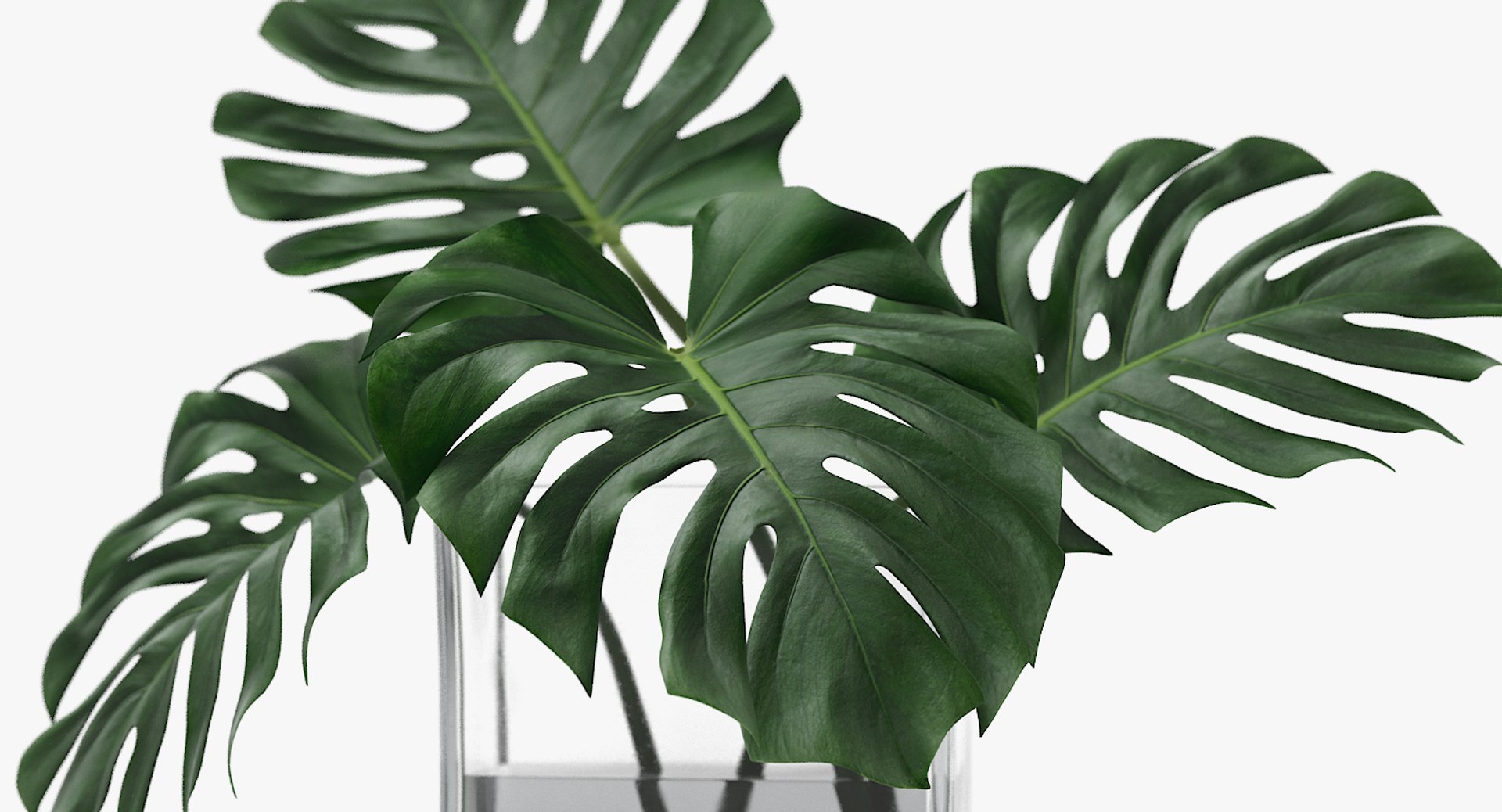 3D monstera leaves model https://p.turbosquid.com/ts-thumb/3v/cLn8Ns/2c78ZzhC/4/jpg/1525315309/1920x1080/fit_q87/24637223bb0466f95fb492552650979e91c1e503/4.jpg