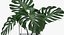 Monstera Leaves 009