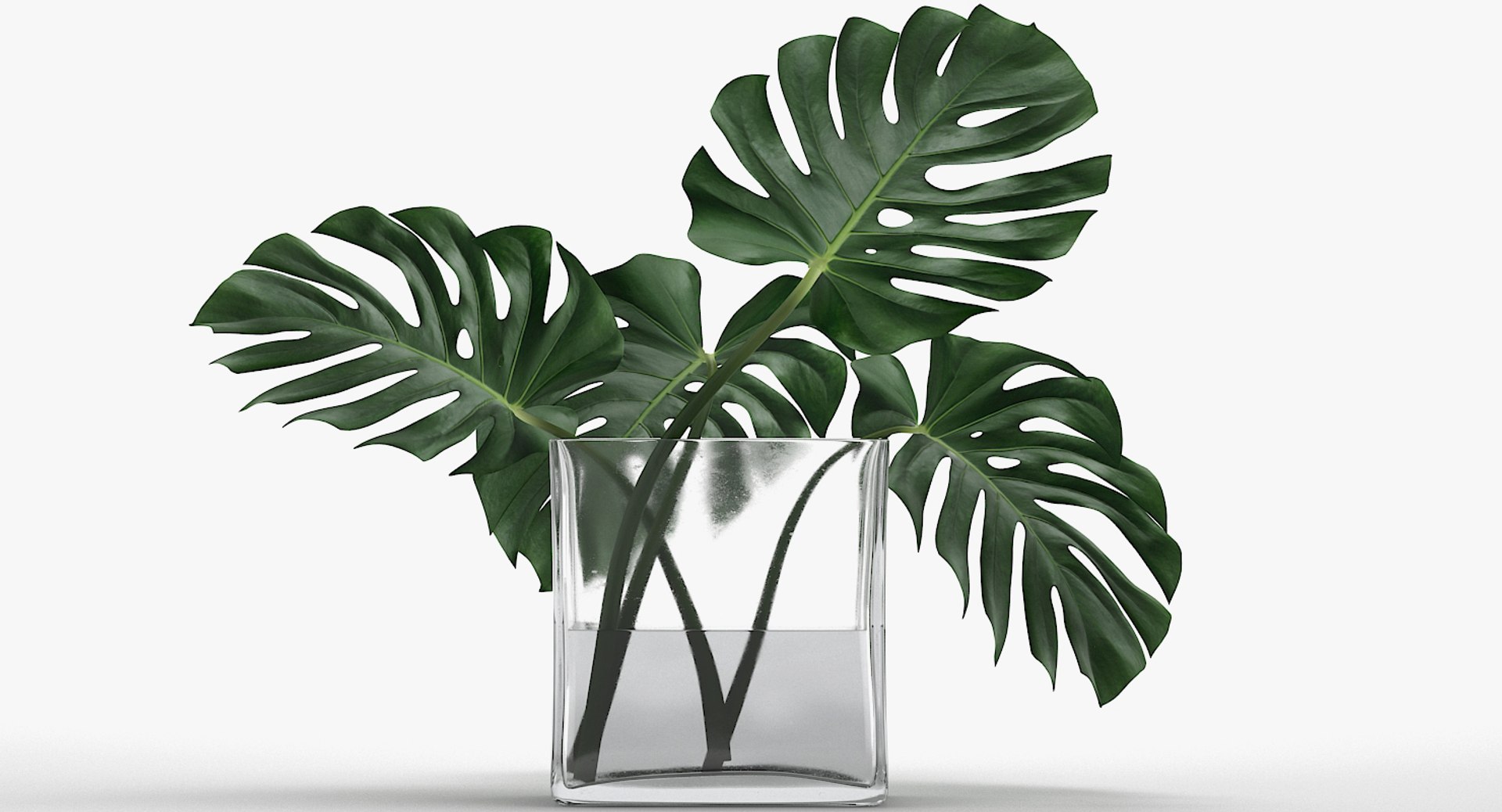 3D monstera leaves model https://p.turbosquid.com/ts-thumb/3v/cLn8Ns/7ACCfdyY/10/jpg/1525315309/1920x1080/fit_q87/bc57b83a6310b2738d90ec832e89e0a95a316758/10.jpg