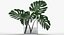 Monstera Leaves 009