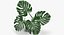 Monstera Leaves 009