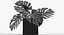 Monstera Leaves 009