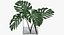 Monstera Leaves 009