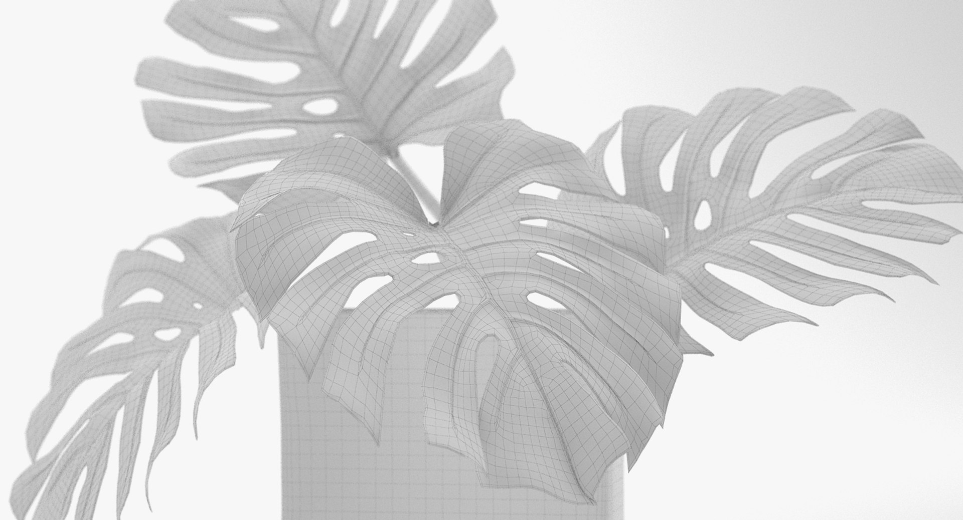3D monstera leaves model https://p.turbosquid.com/ts-thumb/3v/cLn8Ns/dWdZh4fQ/13/jpg/1525315309/1920x1080/fit_q87/563d77107b2ca353ab9468e7b4fac048465958df/13.jpg