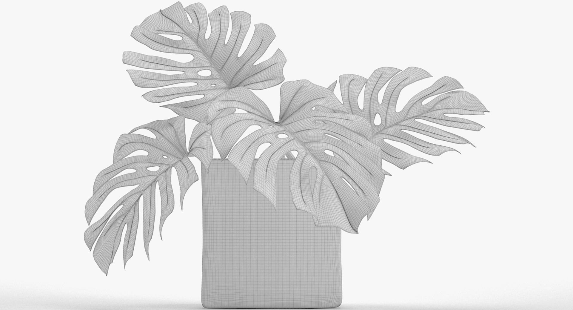 3D monstera leaves model https://p.turbosquid.com/ts-thumb/3v/cLn8Ns/k8ujbvpI/17/jpg/1525315309/1920x1080/fit_q87/ba90cd5936e8ce6a12081e2f5038861faa036b7b/17.jpg
