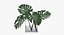 Monstera Leaves 009